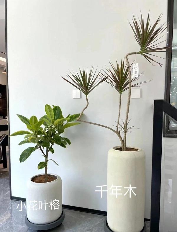 网红植物