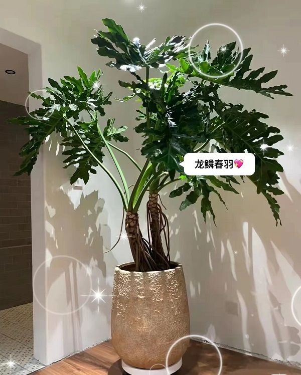 网红植物